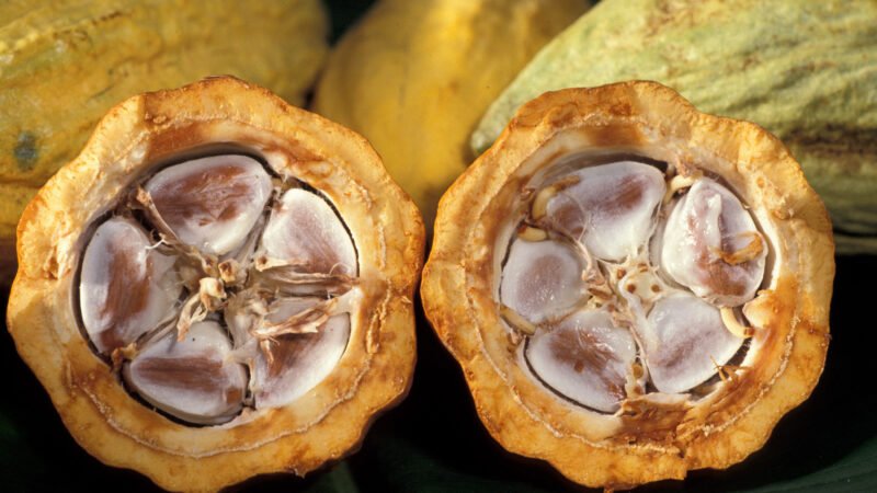 Cacao : pendant que la Cote d&rsquo;Ivoire negocie les prix, l&rsquo;industrie du chocolat prepare sa sortie