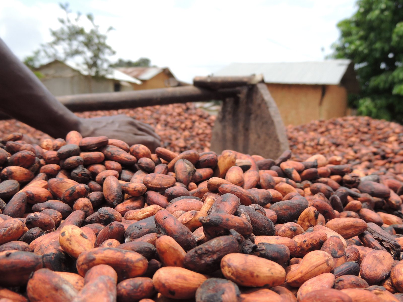 Cacao : la Côte d&rsquo;Ivoire face à la captation de valeur par l&rsquo;Occident