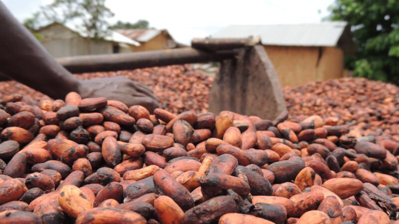 Cacao 2026-2027 : ce que coûte la garantie du prix bord champ